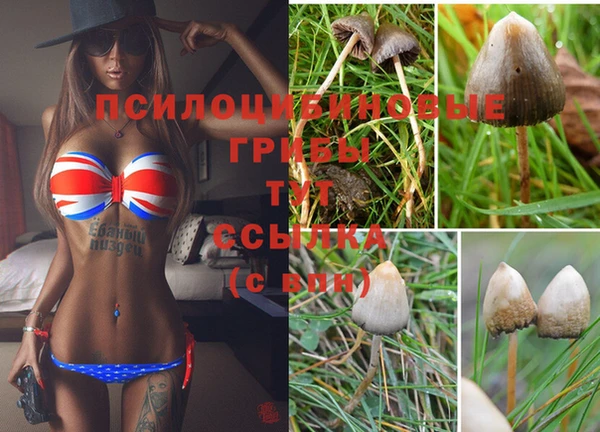 ГАЛЛЮЦИНОГЕННЫЕ ГРИБЫ Зерноград
